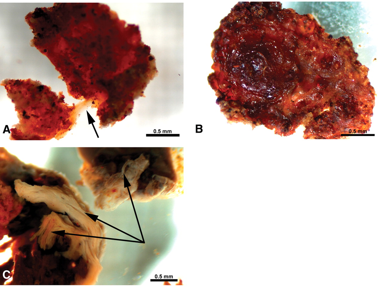 Fragmente demineralizate de țesut din cavitatea măduvei femurului T. rex